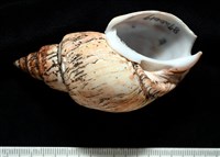 霧花鳳螺(華南鳳螺)藏品圖，第2張