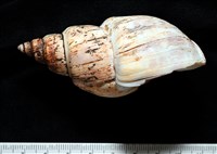霧花鳳螺(華南鳳螺)藏品圖，第3張