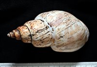 霧花鳳螺(華南鳳螺)藏品圖，第4張