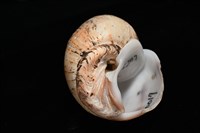 霧花鳳螺(華南鳳螺)藏品圖，第7張