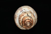 霧花鳳螺(華南鳳螺)藏品圖，第8張