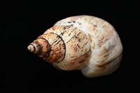霧花鳳螺(華南鳳螺)藏品圖，第9張