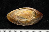 霧花鳳螺(華南鳳螺)藏品圖，第14張