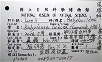 霧花鳳螺(華南鳳螺)藏品圖，第16張