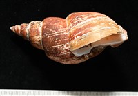 霧花鳳螺(華南鳳螺)藏品圖，第2張