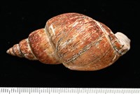 霧花鳳螺(華南鳳螺)藏品圖，第4張