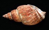 霧花鳳螺(華南鳳螺)藏品圖，第8張