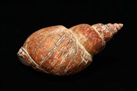 霧花鳳螺(華南鳳螺)藏品圖，第13張