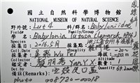 霧花鳳螺(華南鳳螺)藏品圖，第16張