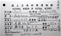 皮氏鳳螺藏品圖，第18張