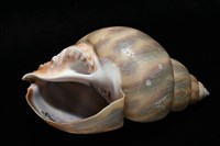 皮氏鳳螺藏品圖，第9張