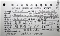 皮氏鳳螺藏品圖，第20張