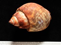 深溝鳳螺藏品圖，第4張