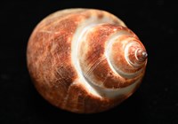 深溝鳳螺藏品圖，第14張