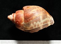 深溝鳳螺藏品圖，第3張