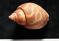 深溝鳳螺藏品圖，第4張