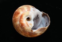深溝鳳螺藏品圖，第6張
