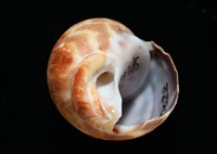 深溝鳳螺藏品圖，第7張