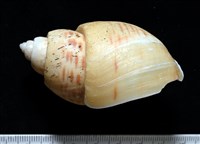 彩繪型深溝鳳螺藏品圖，第3張