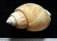 彩繪型深溝鳳螺藏品圖，第4張