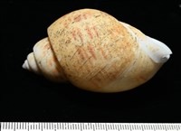 彩繪型深溝鳳螺藏品圖，第5張