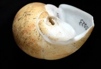 彩繪型深溝鳳螺藏品圖，第6張