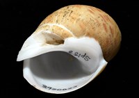 彩繪型深溝鳳螺藏品圖，第7張