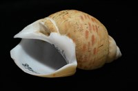彩繪型深溝鳳螺藏品圖，第8張