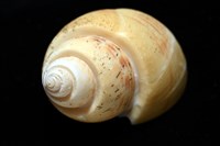 彩繪型深溝鳳螺藏品圖，第10張