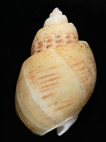 彩繪型深溝鳳螺藏品圖，第12張