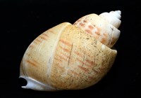 彩繪型深溝鳳螺藏品圖，第13張