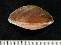 彩繪型深溝鳳螺藏品圖，第15張