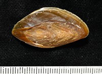 彩繪型深溝鳳螺藏品圖，第16張