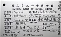 彩繪型深溝鳳螺藏品圖，第18張