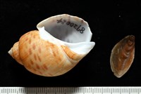 彩繪型深溝鳳螺藏品圖，第1張