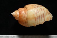 彩繪型深溝鳳螺藏品圖，第3張