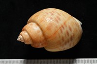 彩繪型深溝鳳螺藏品圖，第4張