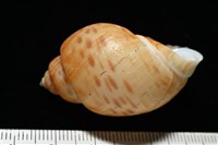 彩繪型深溝鳳螺藏品圖，第5張
