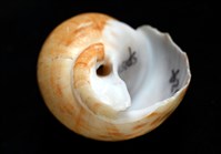 彩繪型深溝鳳螺藏品圖，第6張