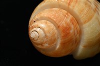 彩繪型深溝鳳螺藏品圖，第10張