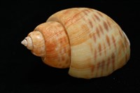 彩繪型深溝鳳螺藏品圖，第11張