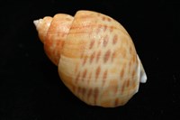彩繪型深溝鳳螺藏品圖，第12張