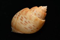 彩繪型深溝鳳螺藏品圖，第13張
