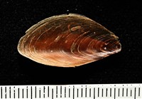 彩繪型深溝鳳螺藏品圖，第16張