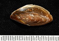 彩繪型深溝鳳螺藏品圖，第17張