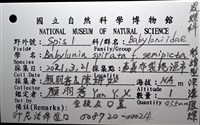 彩繪型深溝鳳螺藏品圖，第18張