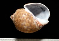 阿拉伯鳳螺藏品圖，第2張