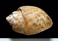 阿拉伯鳳螺藏品圖，第3張
