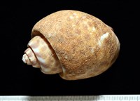 阿拉伯鳳螺藏品圖，第4張