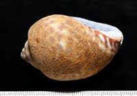 阿拉伯鳳螺藏品圖，第5張
